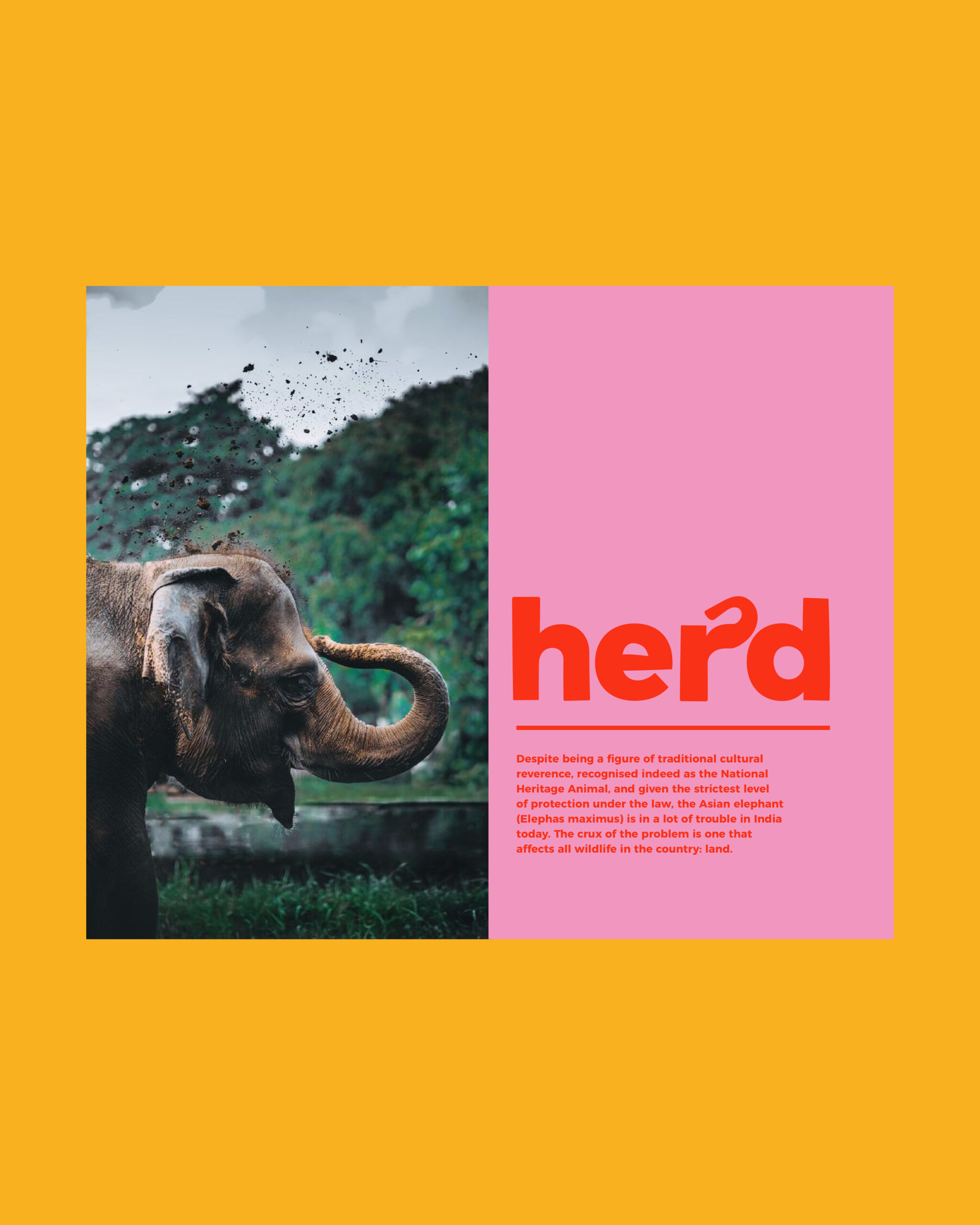 herd-insta-04